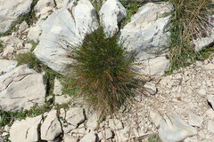 Juncus jacquinii