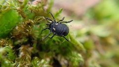 Nemastoma bimaculatum