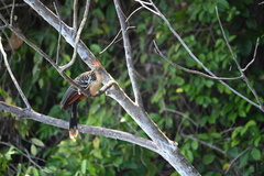 Opisthocomus hoazin