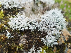 Stereocaulon vesuvianum