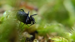 Nemastoma bimaculatum