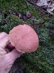 Aureoboletus russellii