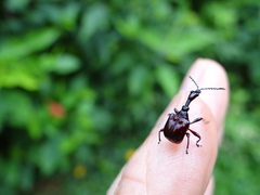 Apoderinae