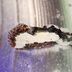 Eudryas unio