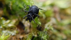 Nemastoma bimaculatum