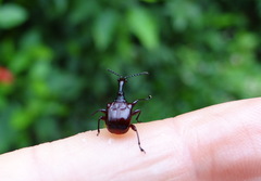 Apoderinae