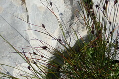 Juncus jacquinii
