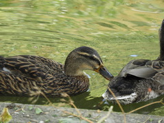 Anas platyrhynchos domesticus