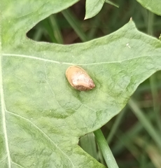 Succinea putris
