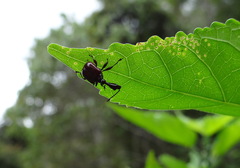 Apoderinae