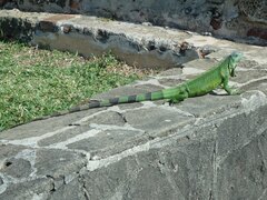Iguana iguana