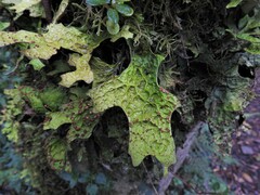 Lobaria