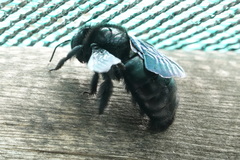 Neoxylocopa