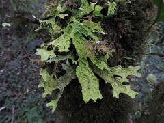 Lobaria