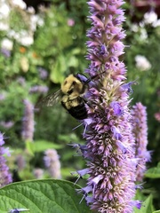 Bombus bimaculatus