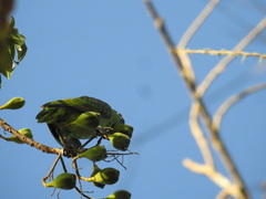 Amazona ochrocephala