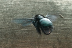 Neoxylocopa