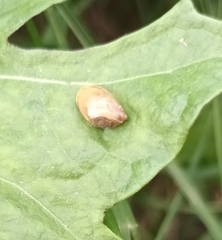 Succinea putris