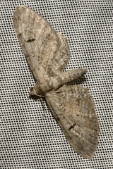 Eupithecia pauxillaria