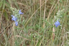 Salvia azurea