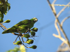 Amazona ochrocephala