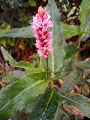 Persicaria amphibia