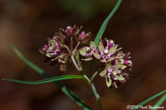 Asclepias atroviolacea