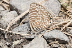 Leptotes trigemmatus