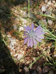 Lactuca perennis