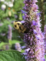 Bombus bimaculatus