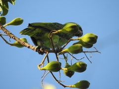 Amazona ochrocephala