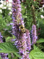 Bombus bimaculatus