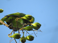 Amazona ochrocephala
