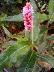 Persicaria amphibia
