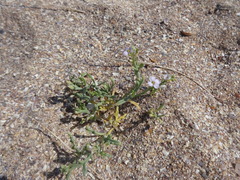 Cakile maritima euxina