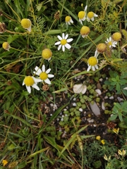 Matricaria chamomilla