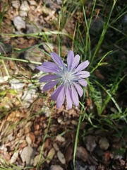 Lactuca perennis