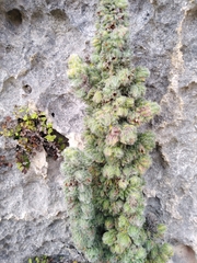 Erica occulta