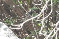 Anairetes reguloides