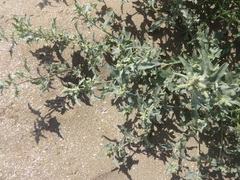 Atriplex tatarica