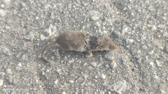 Crocidura suaveolens