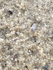Fucellia