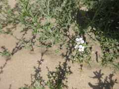 Cakile maritima euxina