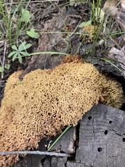 Ramaria flava
