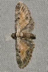 Eupithecia icterata