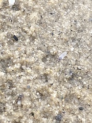 Fucellia