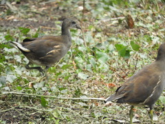Gallinula chloropus chloropus