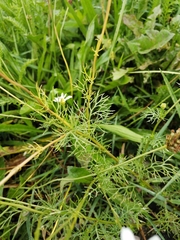 Matricaria chamomilla