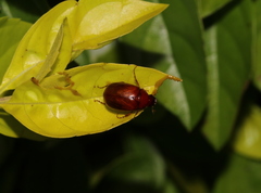 Melolonthinae