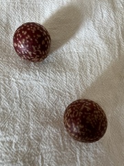 Amphibolips quercusjuglans